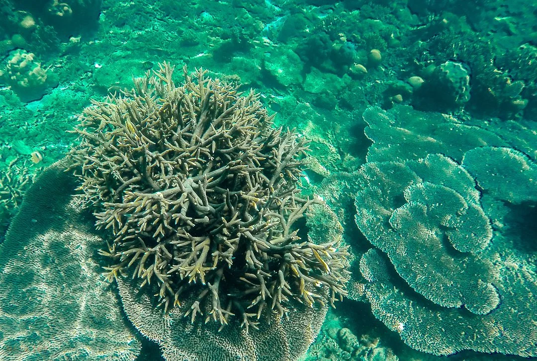 Tapiutan Island