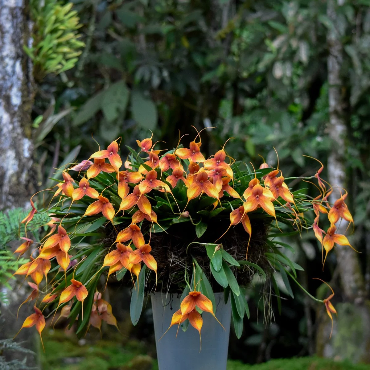 Alma del Bosque