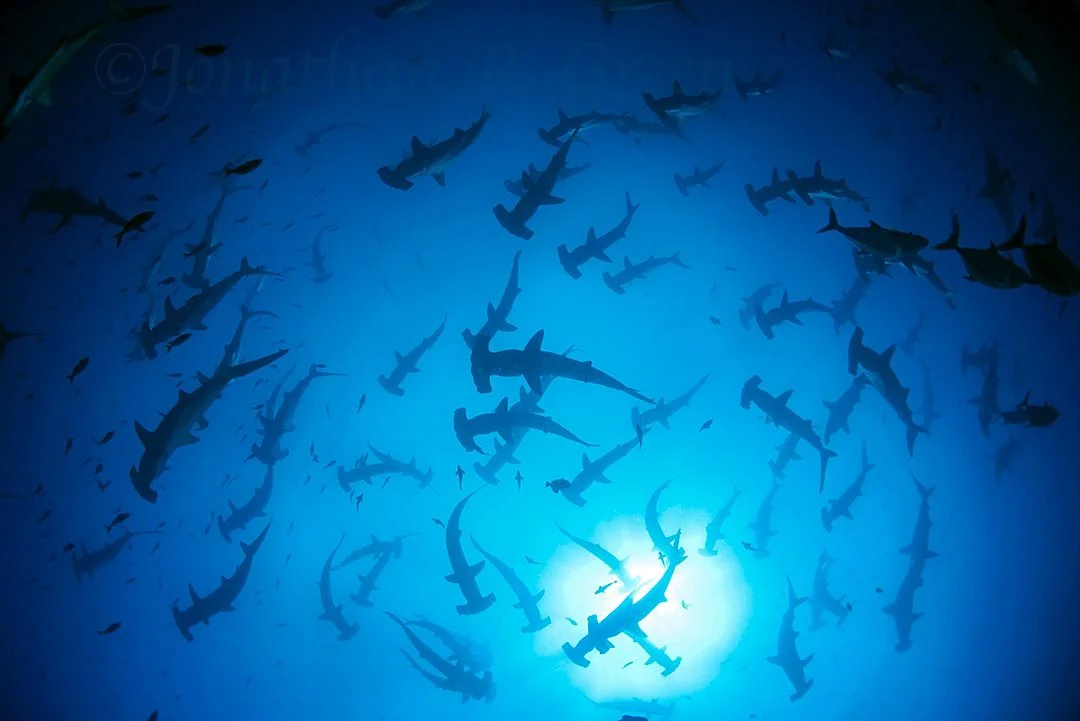 Galapagos Shark Diving