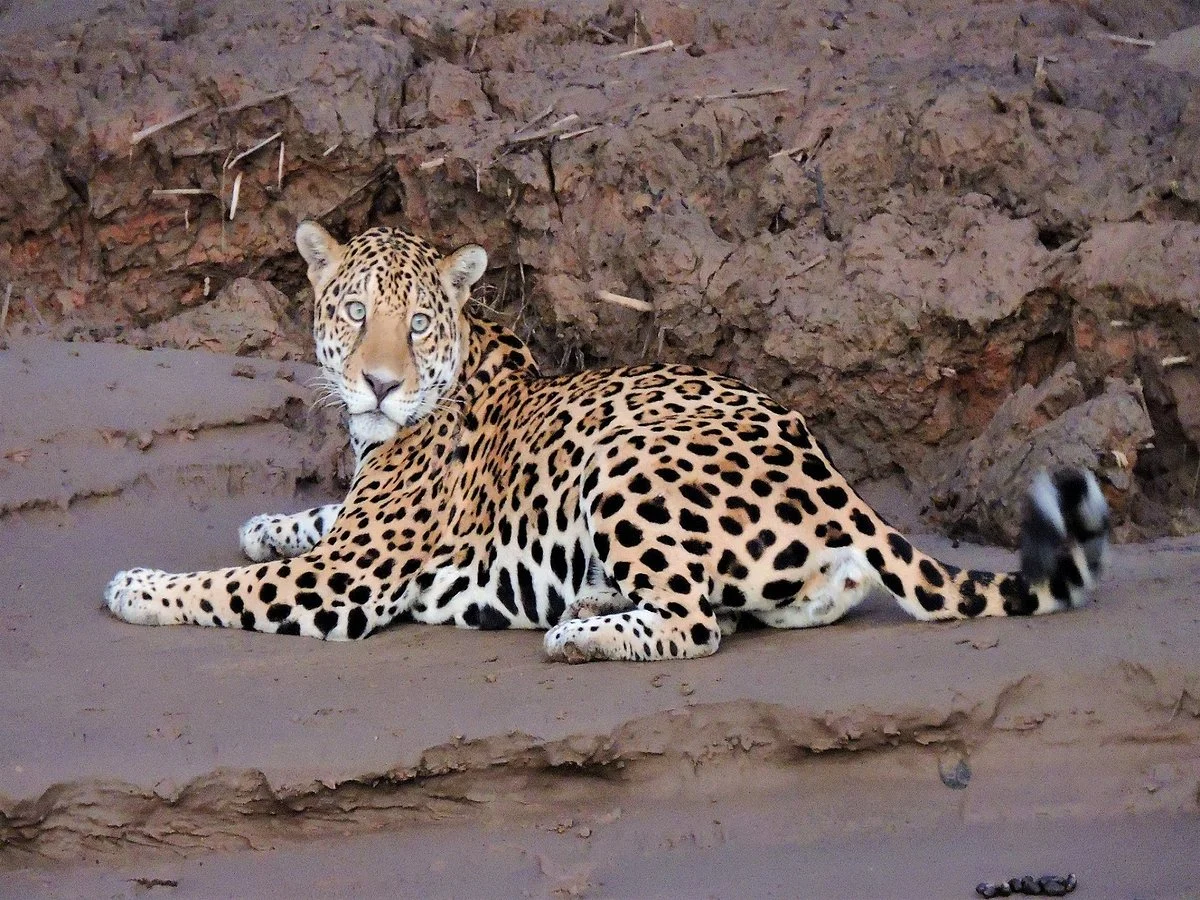 Wild Watch Peru