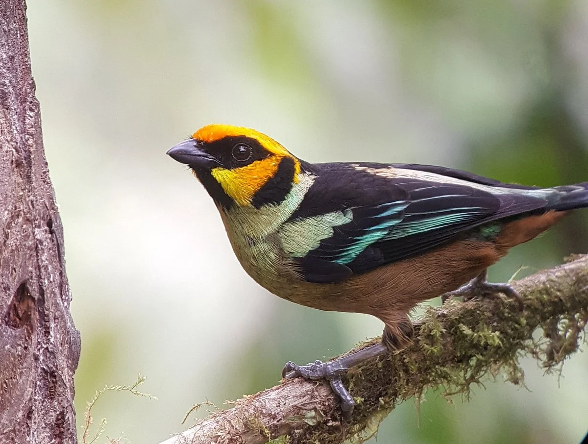 Mindobirding