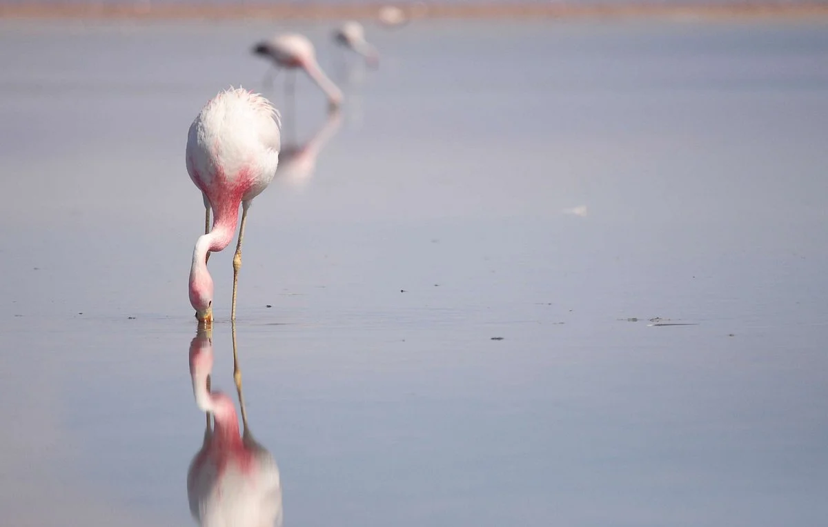 Flamingo Travel Agency