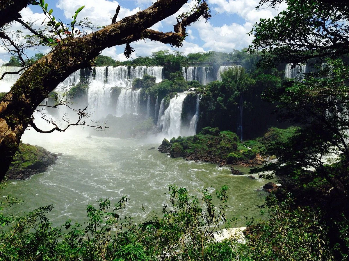 Iguazu Jungle