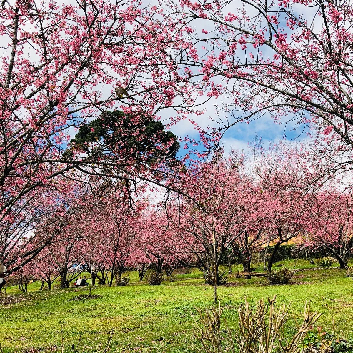Parque das Cerejeira