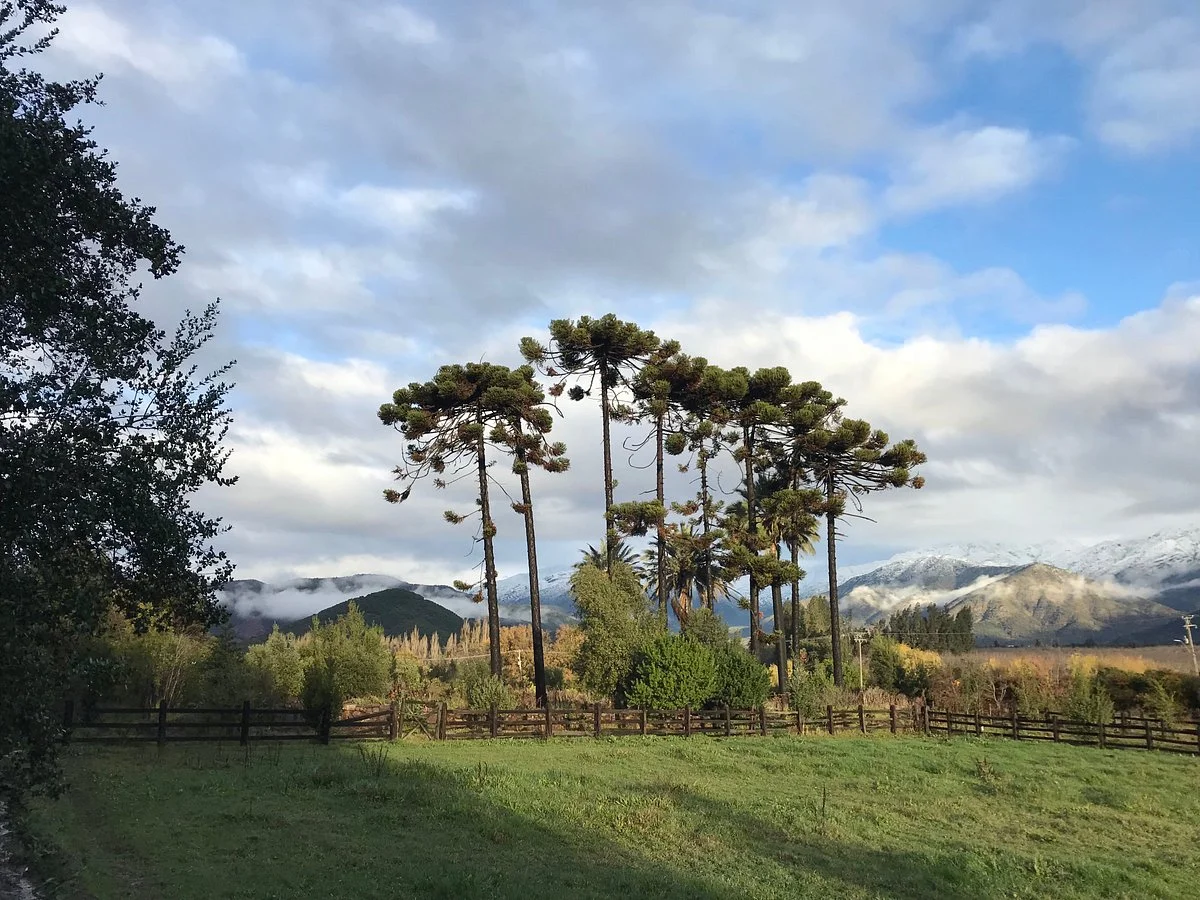 Viña Las Araucarias