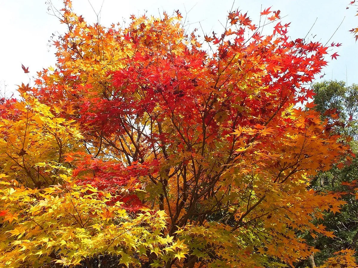Fukuchi Sanroku Hana Park
