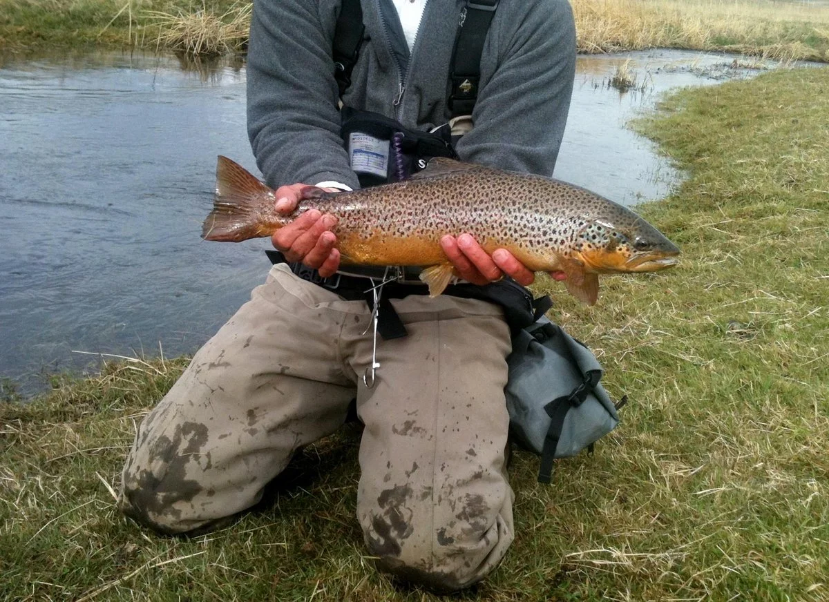 Patagonia Line