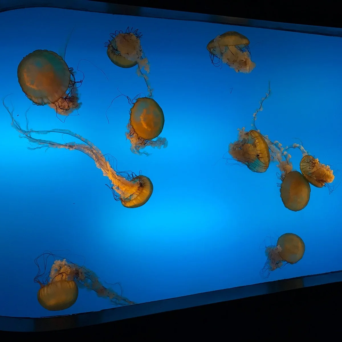 Hanhai Polar Ocean World
