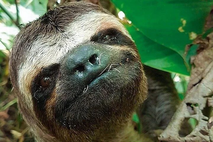 Oxígeno Amazonas