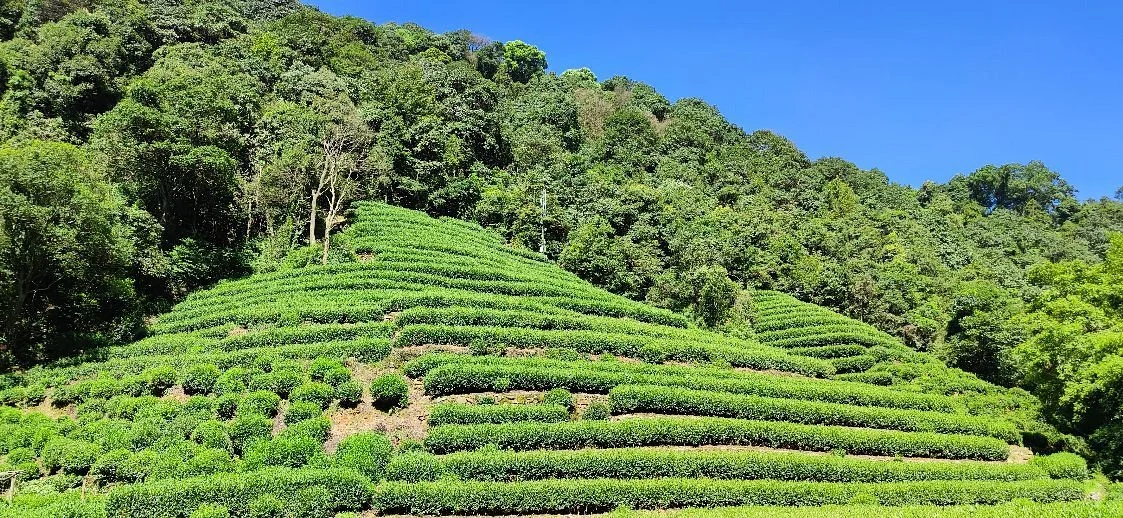 Longjing tea fields