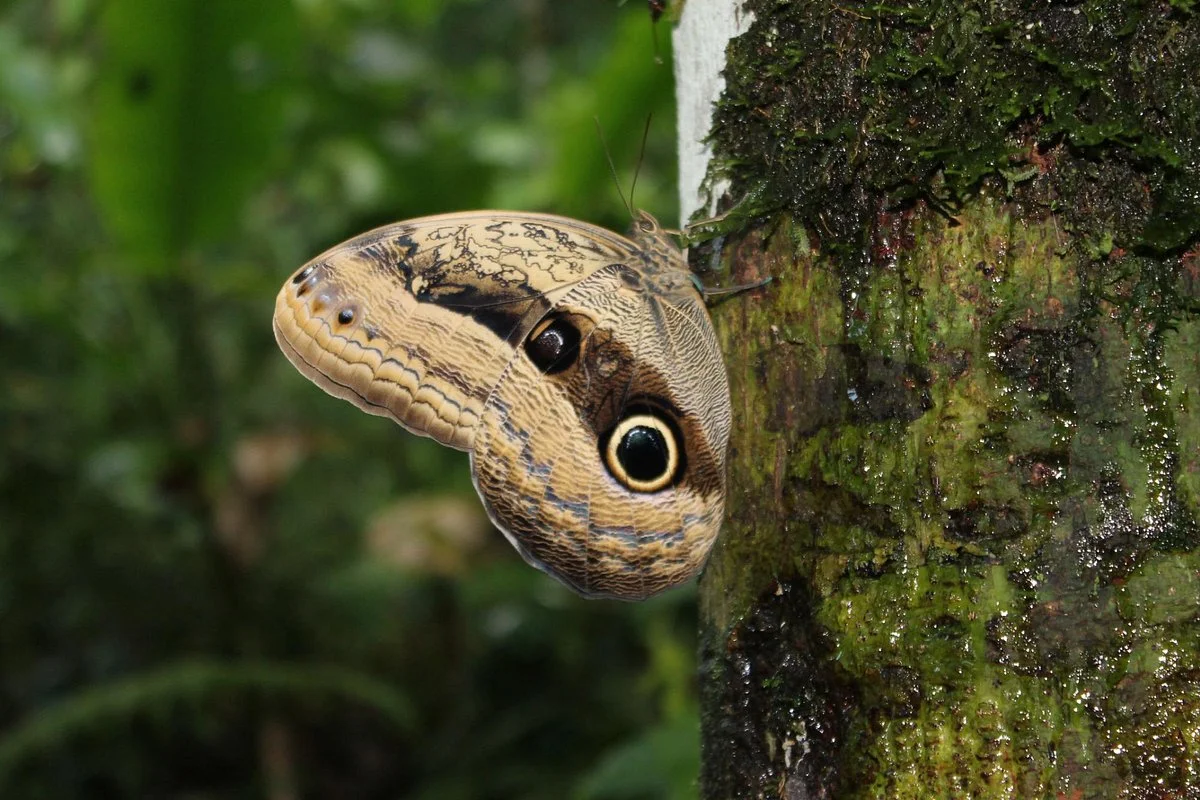 Selva Verde Tours