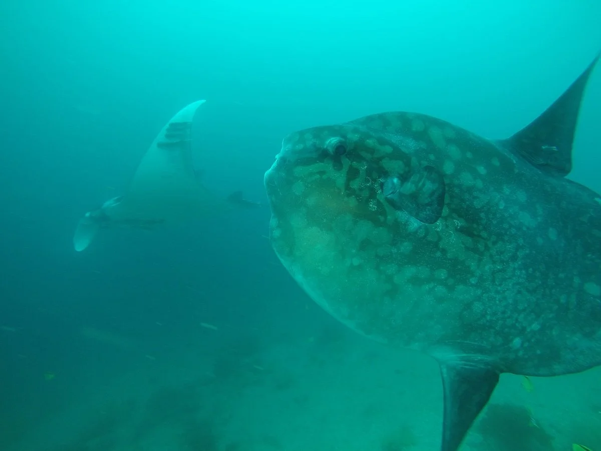 Mares Ecuador