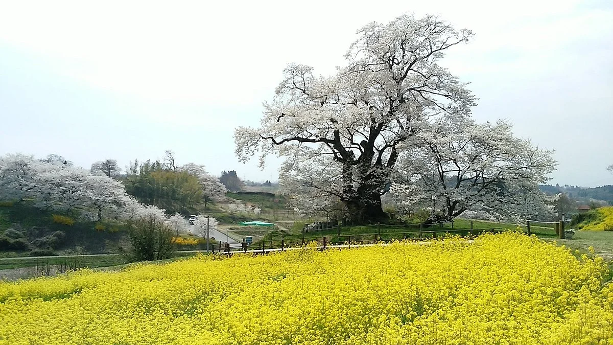Shionosaki Cherry Blossoms