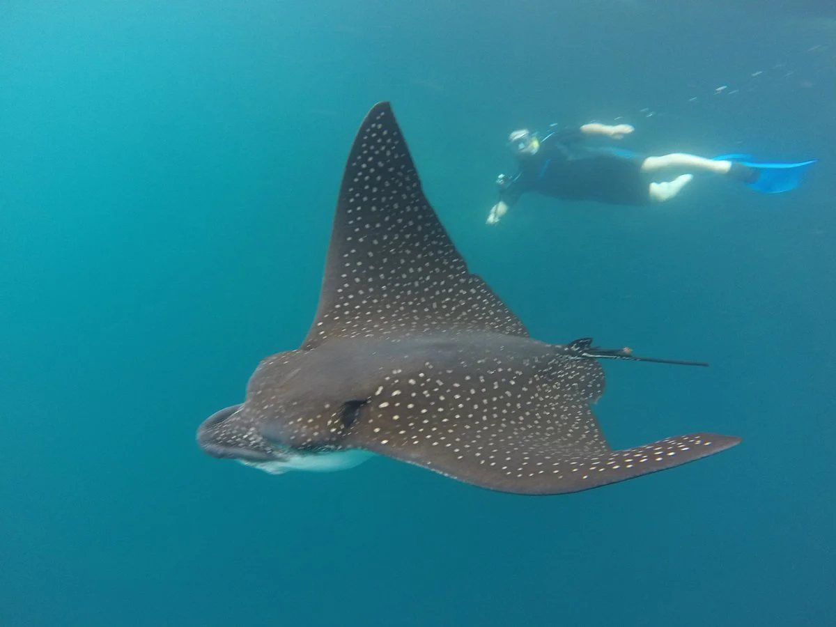 Galapagos Fan Dive