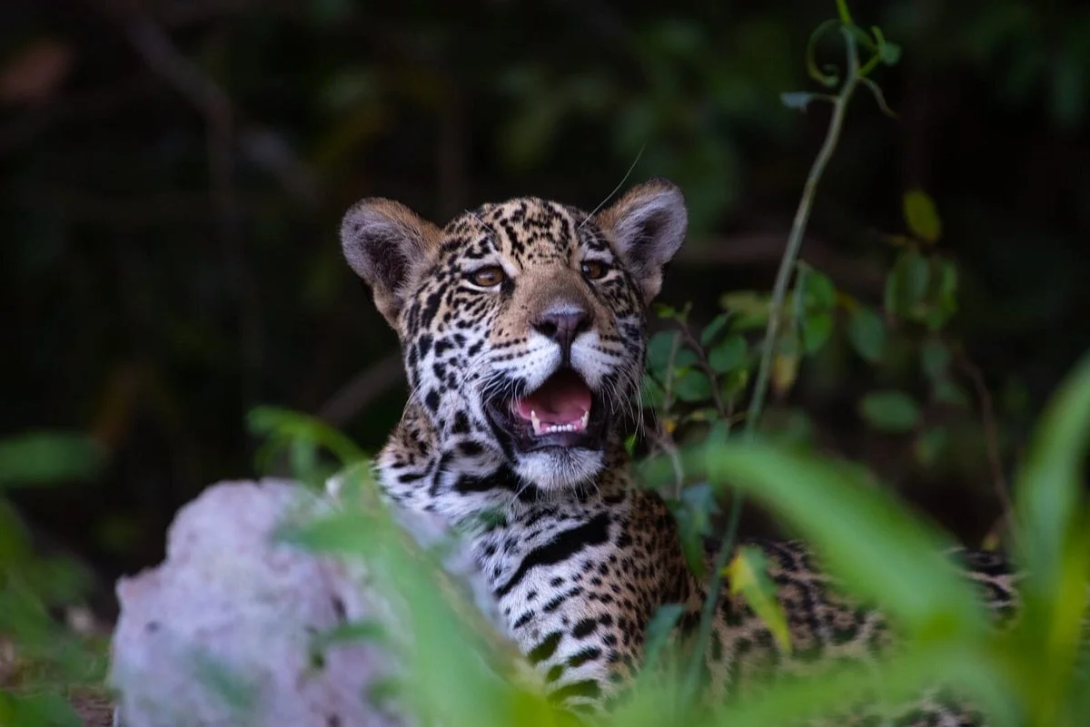Pantanal Discovery
