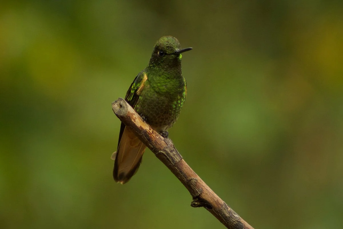 Avistando Aves Andinas - Andean Birdwatching Tours