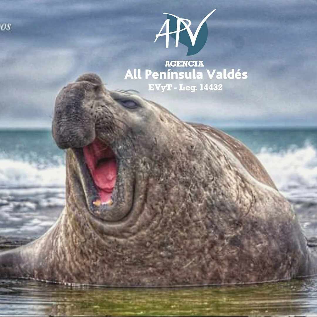 Agencia All Peninsula Valdes
