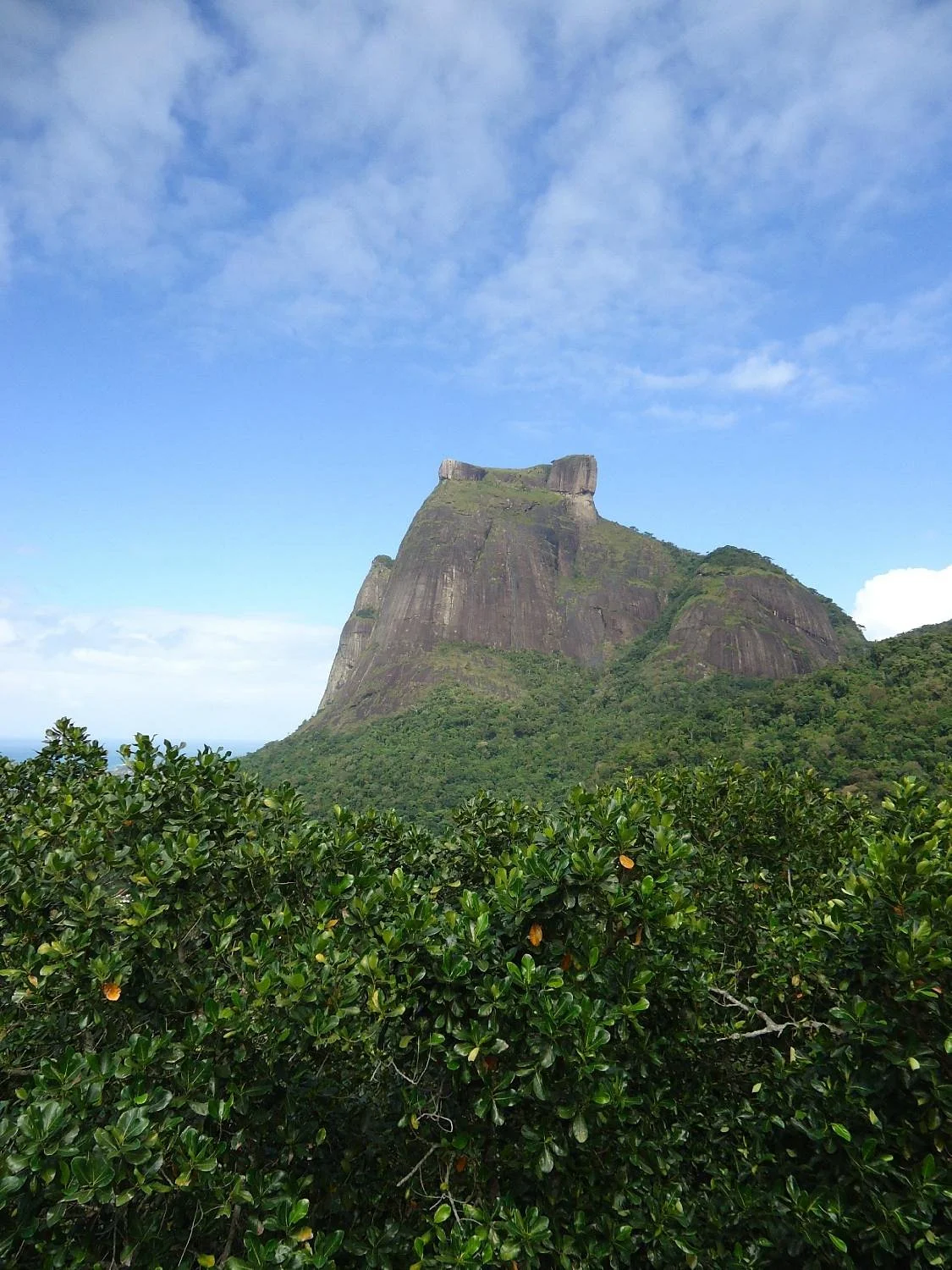 Rio Roots