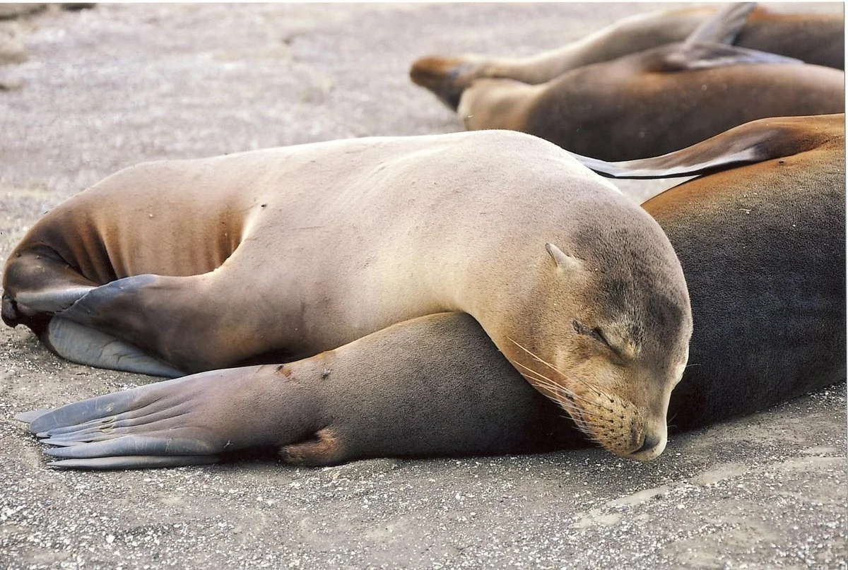 Galapagos Best - Guayaquil Day Trips