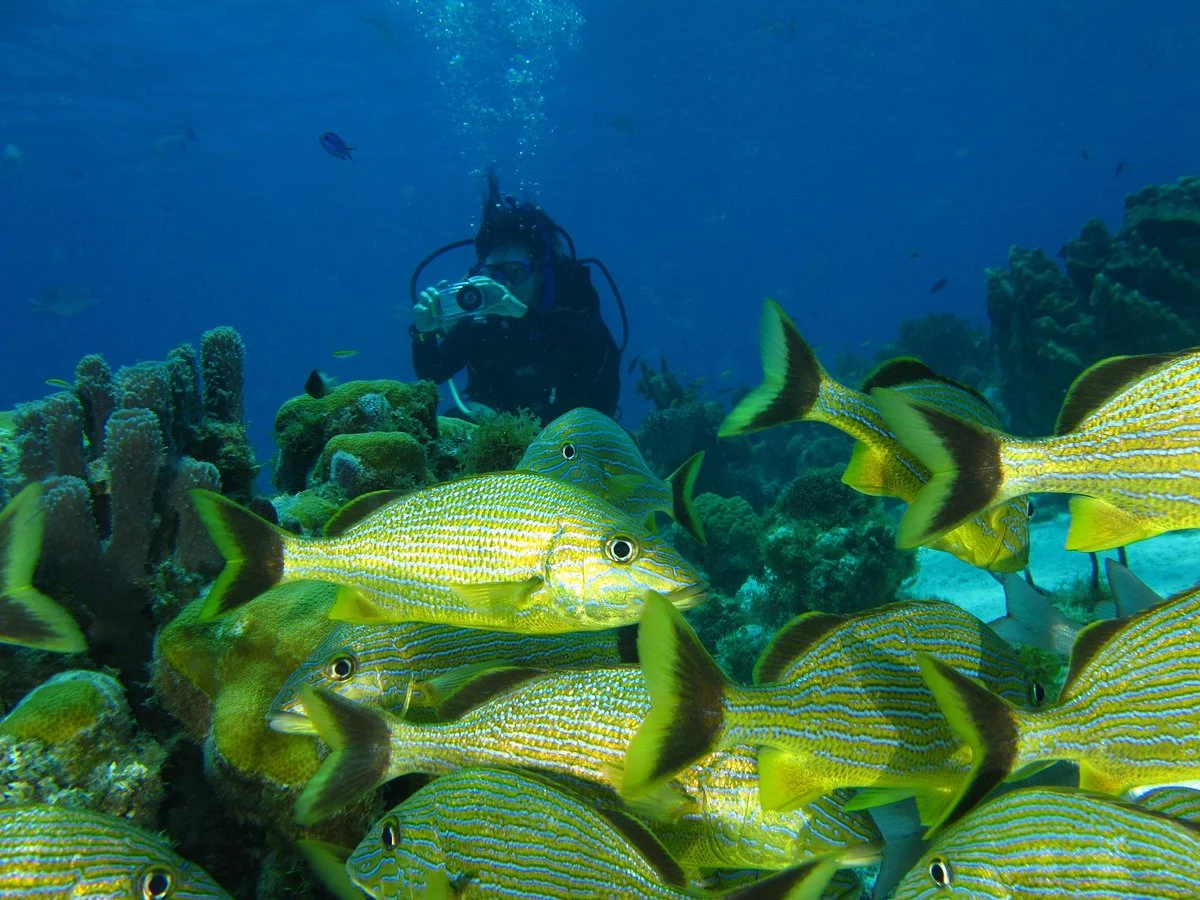 Divers Team