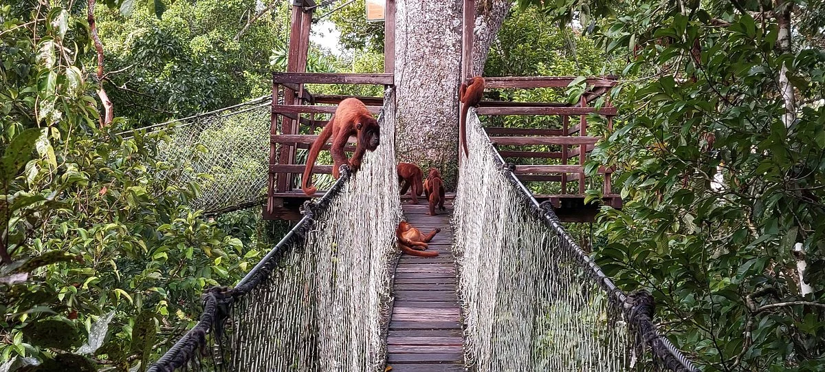 Tambopata Rainforest Tours