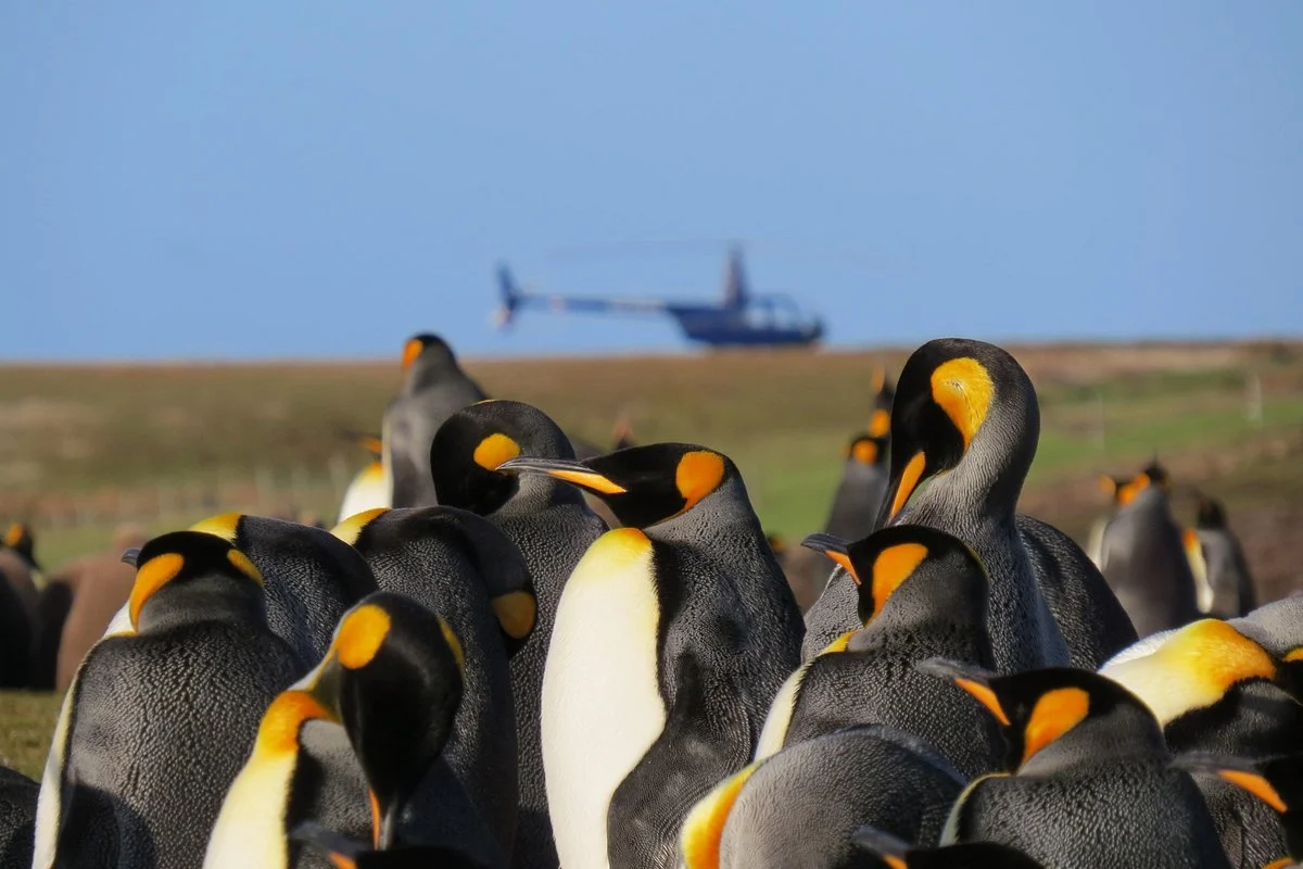Falklands Helicopter Services