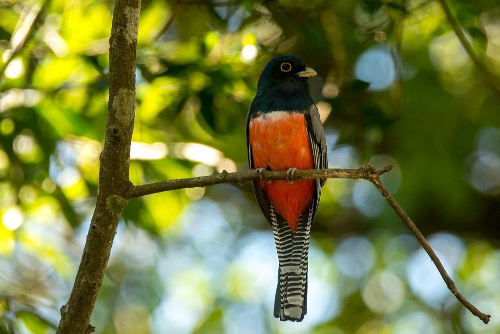Wildlife Paraguay