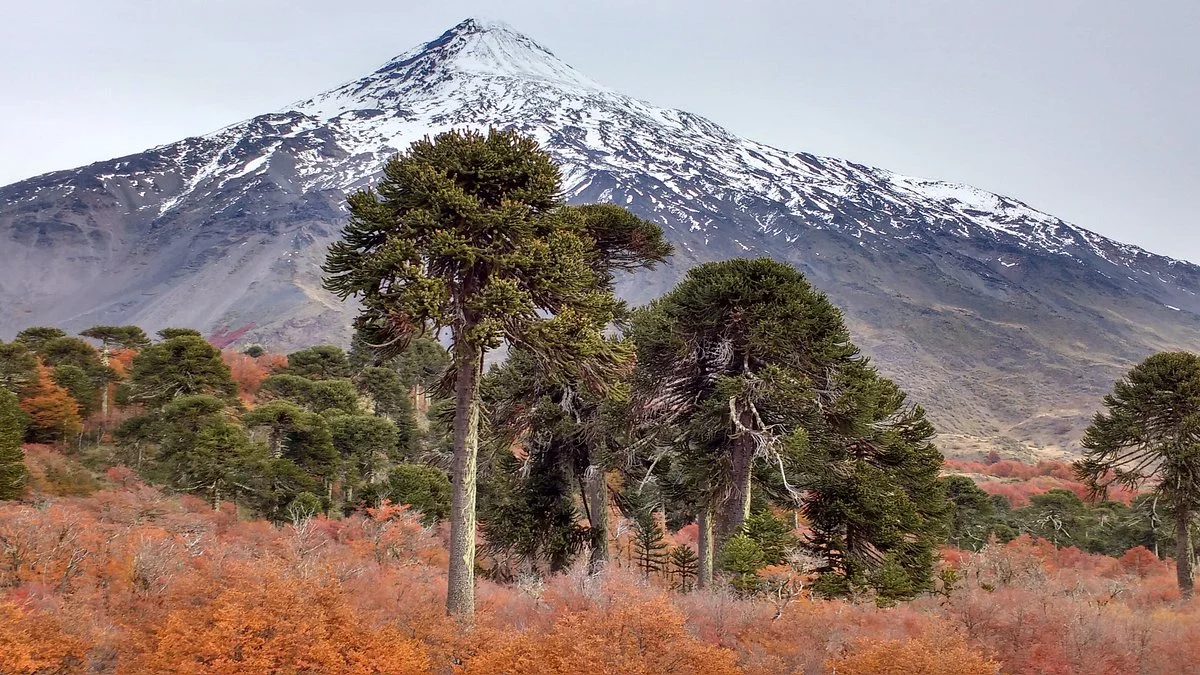 Freedom Patagonia