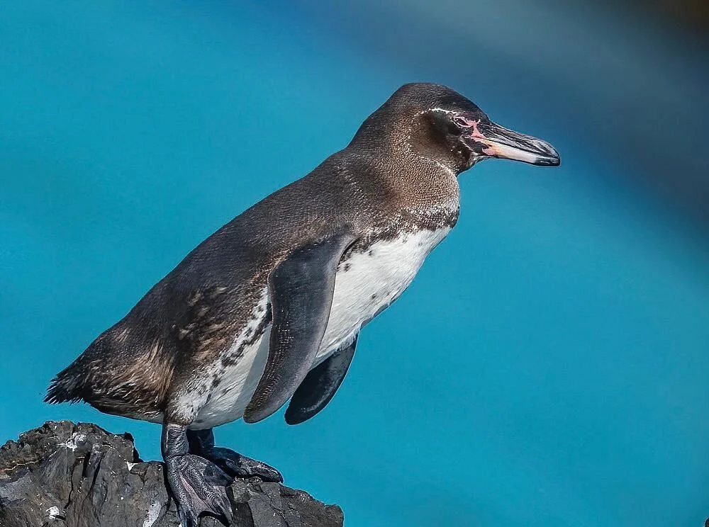 Galapagos Native Tour Operator