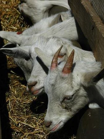 Cabras de Cafayate