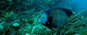 Quimera Divers