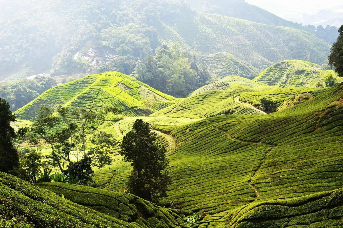 Cameron Highlands Trail No. 3