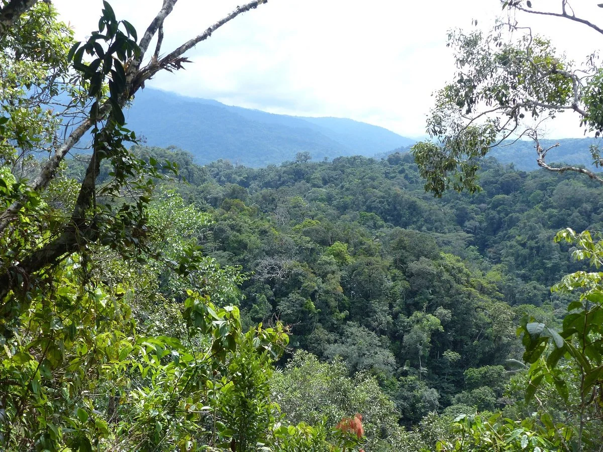 Ara Adventure River Amazonas