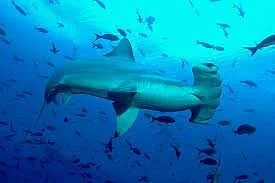 Macarron Scuba Diver