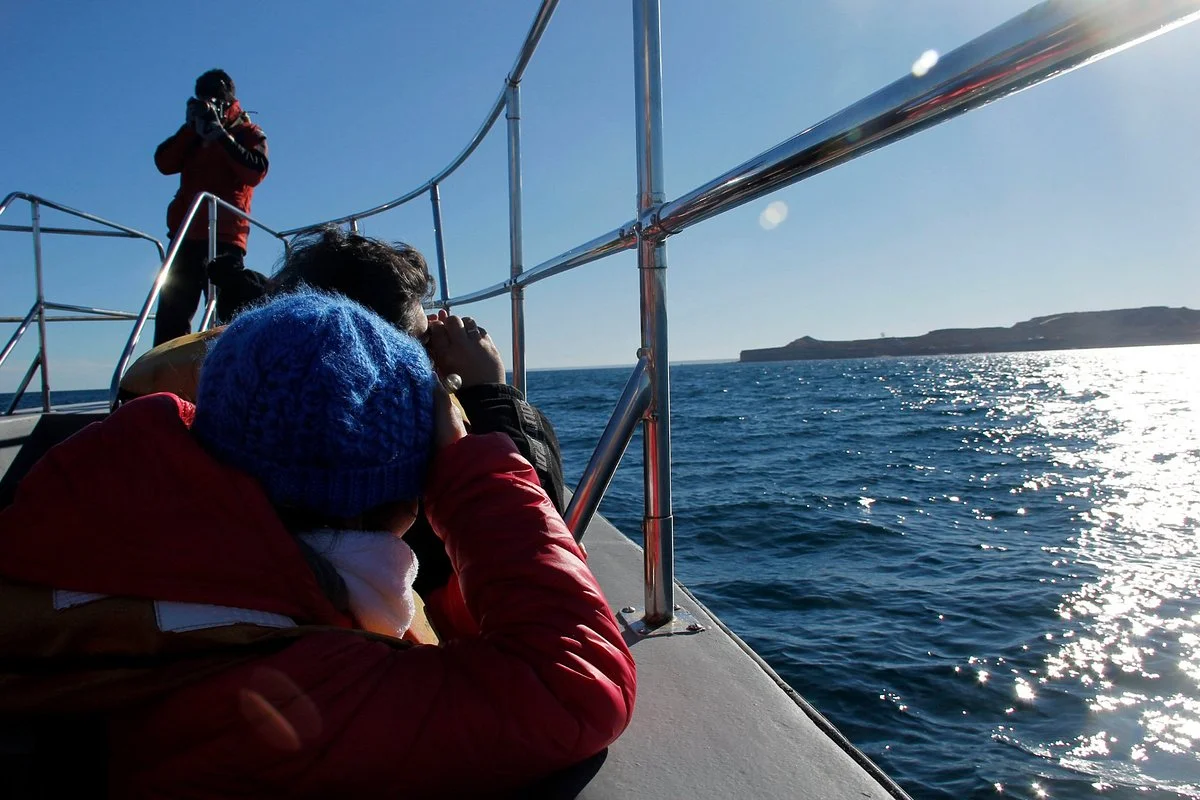 Bottazzi Whale Watch