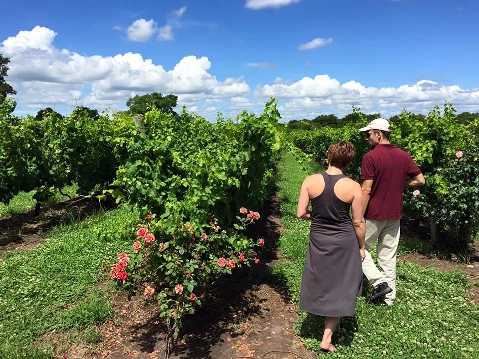 Borravino Wine Tours Uruguay
