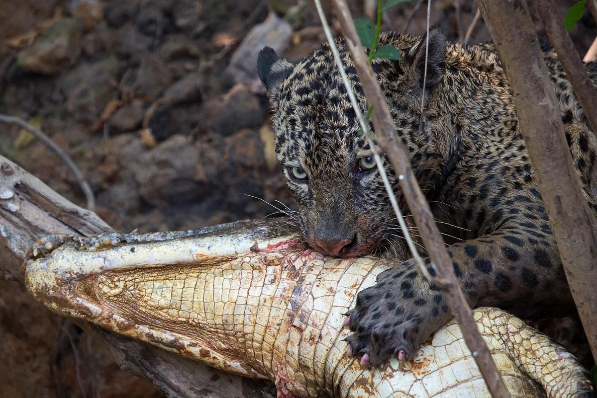 Wild Jaguar Safaris