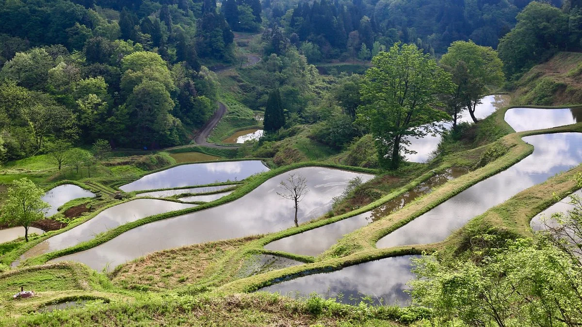 Kamou Rice Terraces