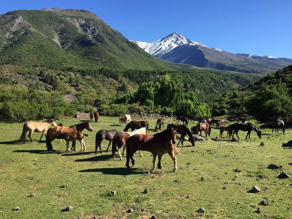 Chile Horse Riding