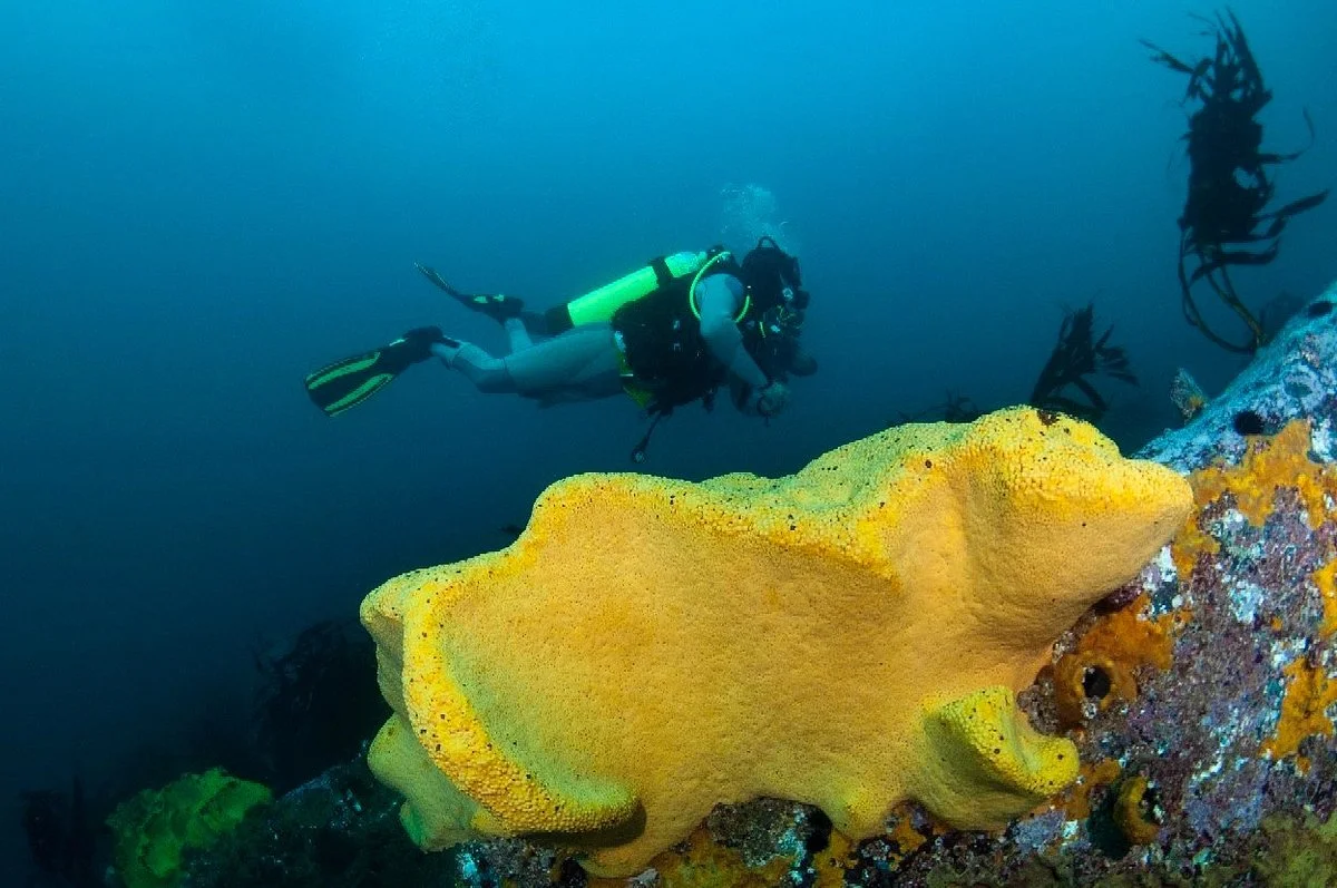 Pintarroja Dive Center