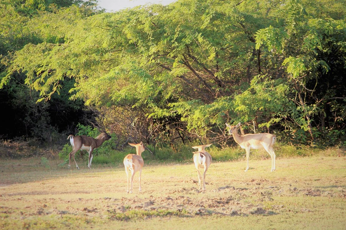 Point Calimere Wildlife and Bird Sanctuary