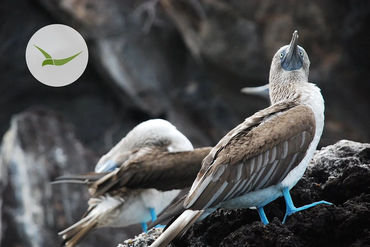 Eos Ecuador