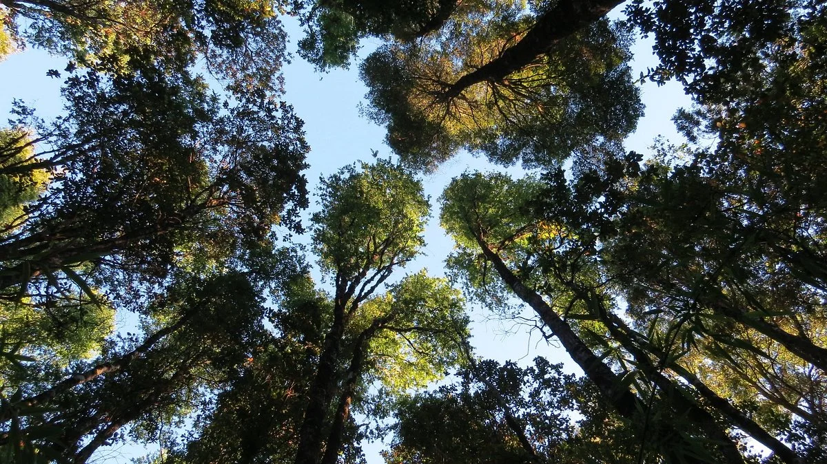 Reserva Natural El Triwe