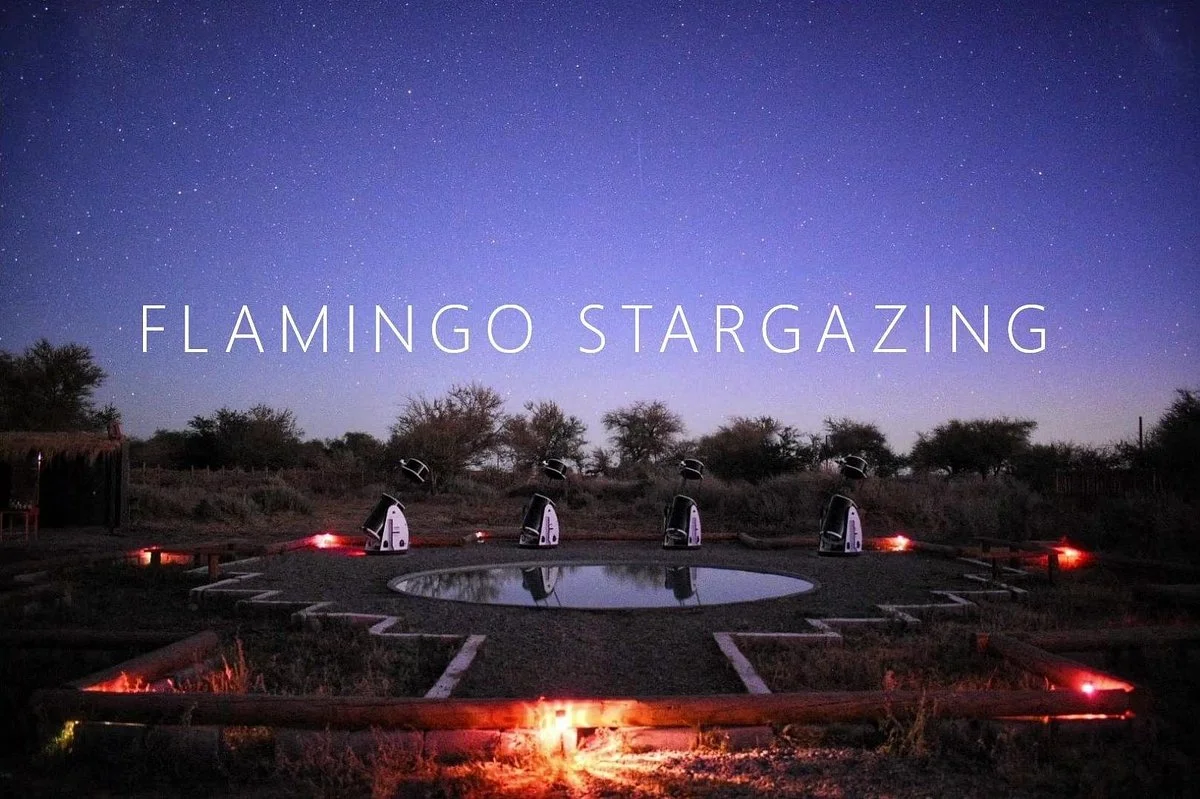 Flamingo Stargazing