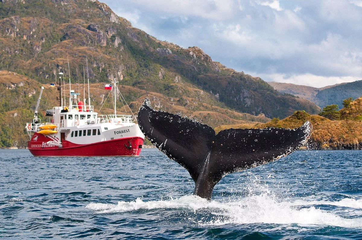 Patagonia Photosafaris