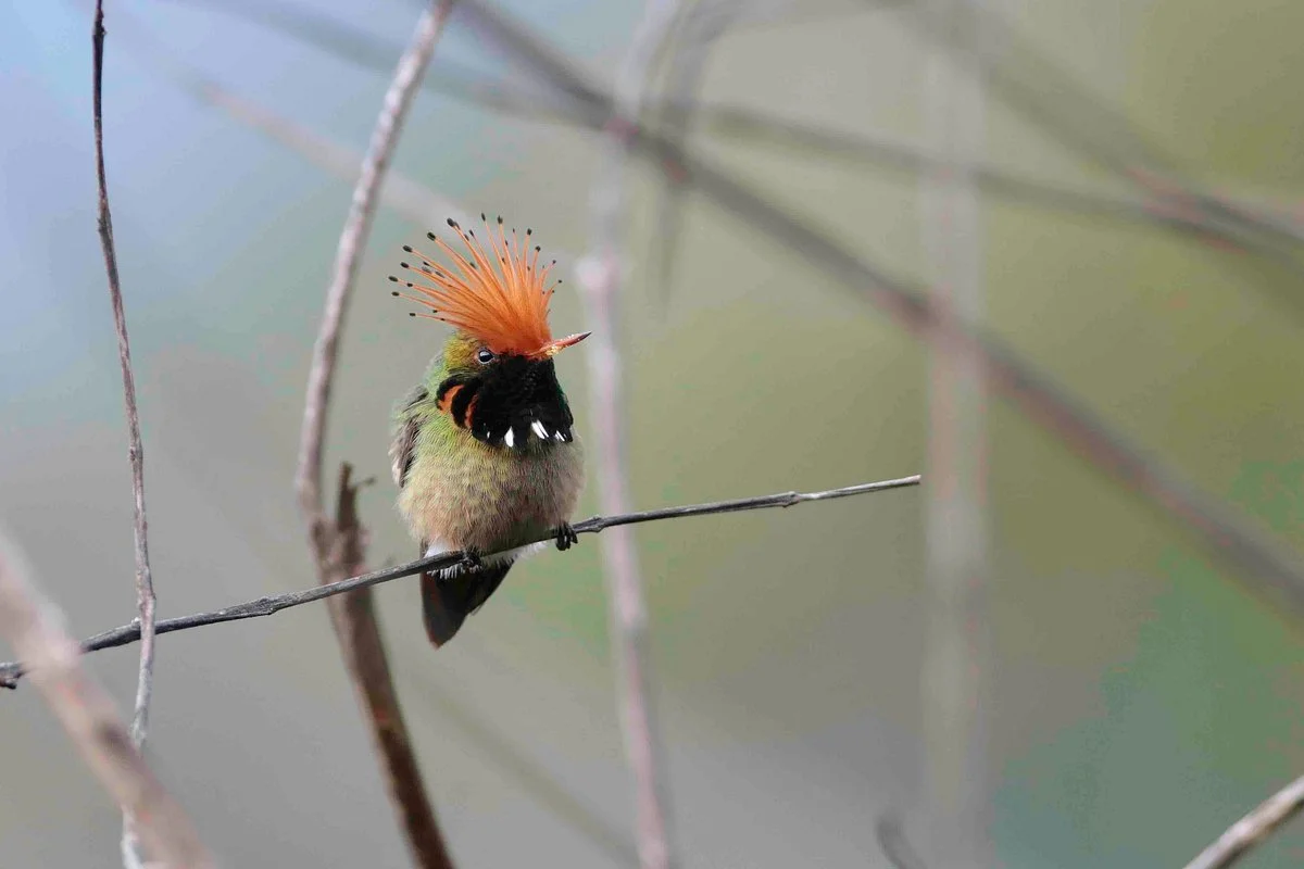 Birds of Peru Tours