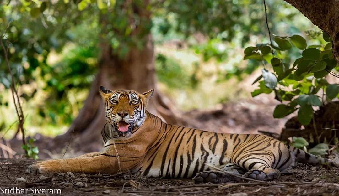 Bandhavgarh Hill