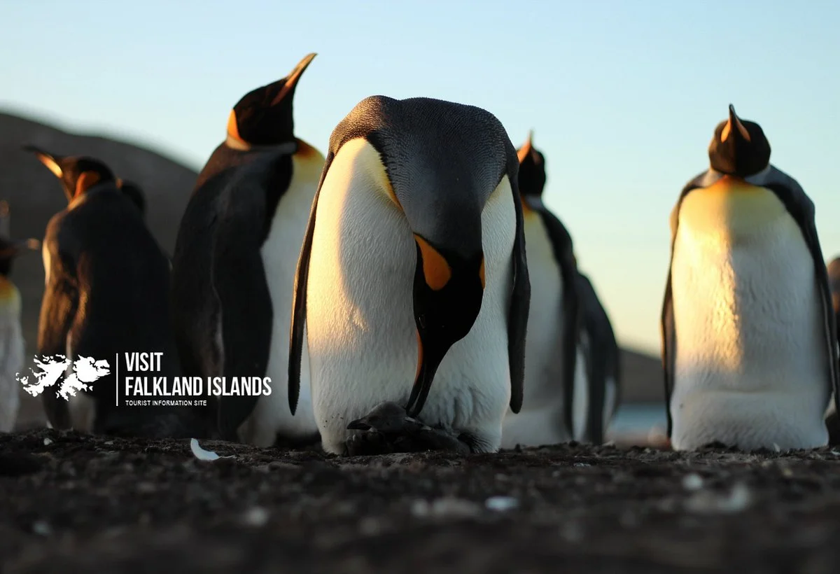Visit Falkland Islands
