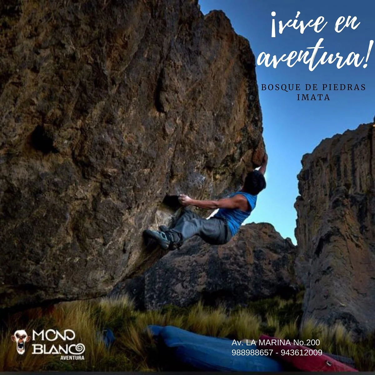 Mono Blanco Aventura