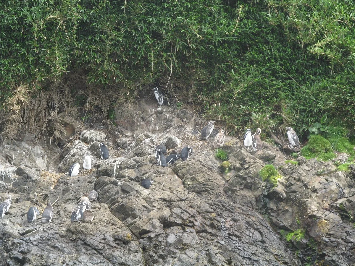 Ecoturismo Punihuil